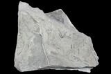 Silurian Fossil Algae (Leveillites) - Estonia #102641-1